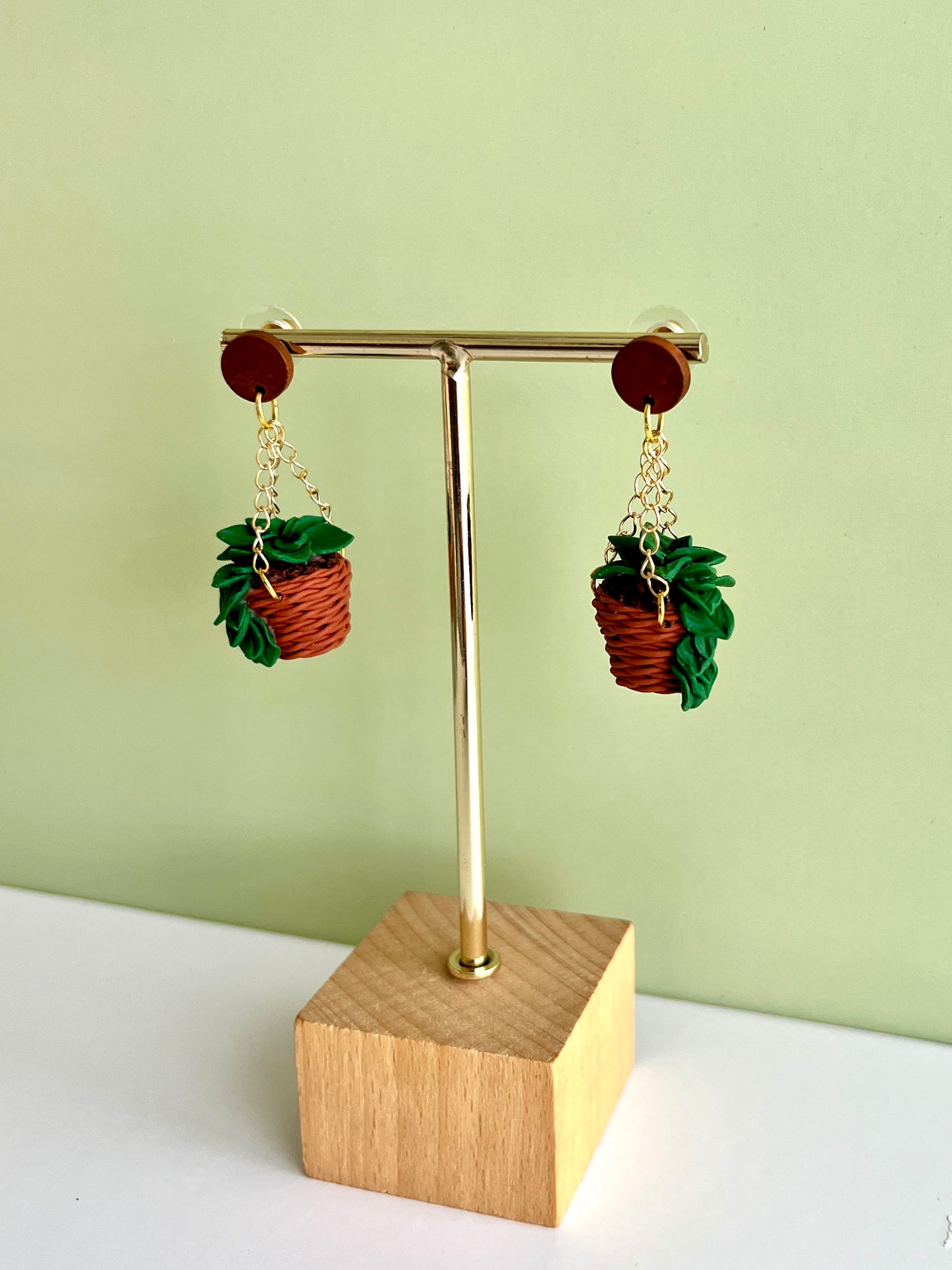 Hanging Pothos Plant
